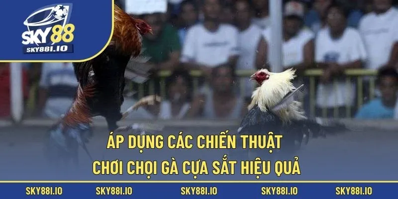 Áp dụng các chiến thuật chơi chọi gà cựa sắt hiệu quả