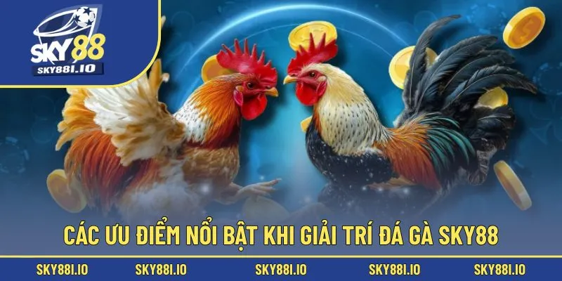 Các ưu điểm nổi bật khi giải trí đá gà sky88