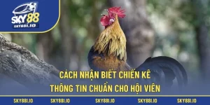 cách nhận biết chiến kê