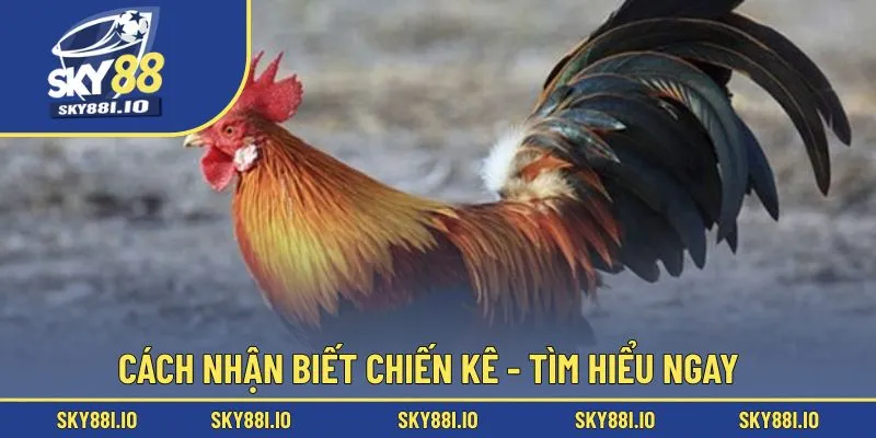 Cách nhận biết chiến kê - Tìm hiểu ngay