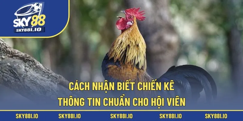 cách nhận biết chiến kê