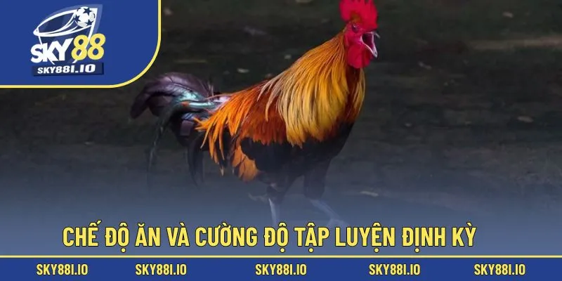 Chế độ ăn và cường độ tập luyện định kỳ  