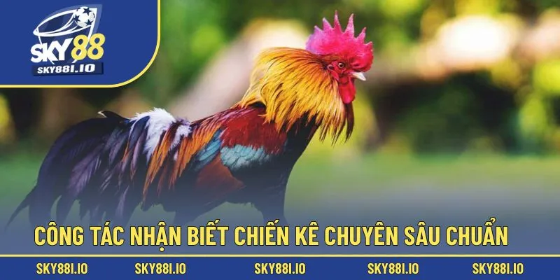 Công tác nhận biết chiến kê chuyên sâu chuẩn 