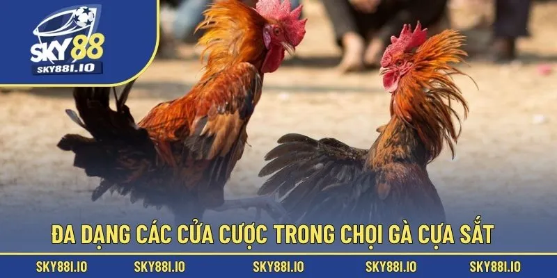 Đa dạng các cửa cược trong chọi gà cựa sắt