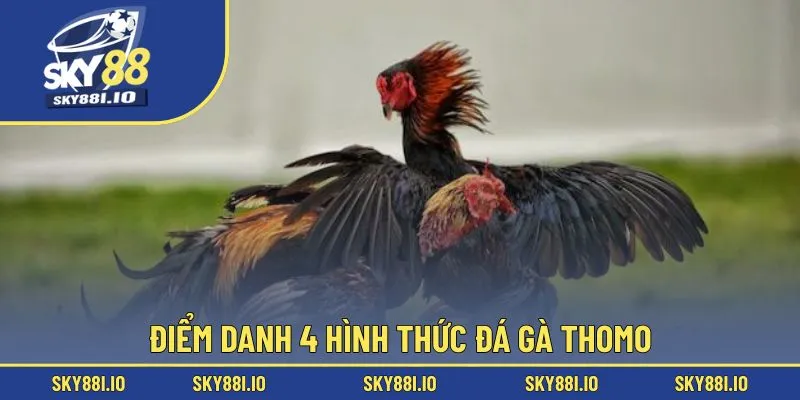 Điểm danh 4 hình thức đá gà Thomo