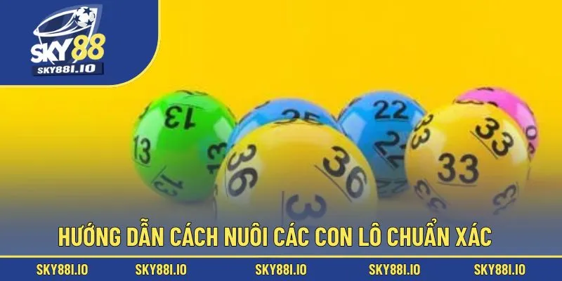 Hướng dẫn cách nuôi các con lô chuẩn xác