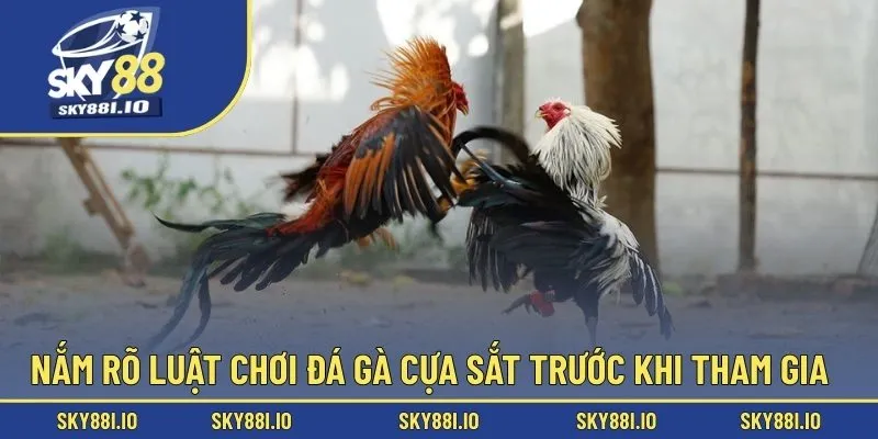 Nắm rõ luật chơi đá gà cựa sắt trước khi tham gia