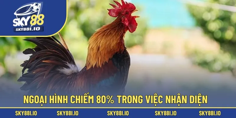 Ngoại hình chiếm 80% trong việc nhận diện