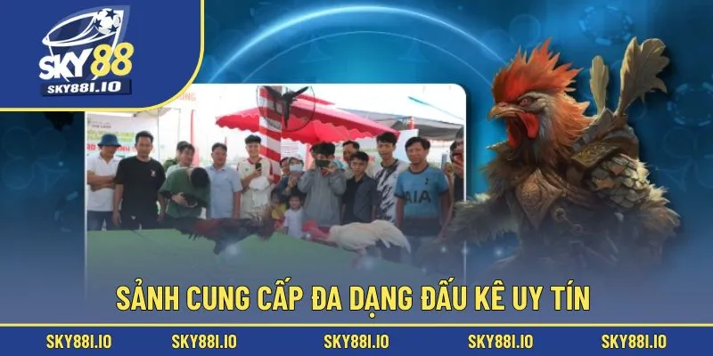 Sảnh cung cấp đa dạng đấu kê uy tín 