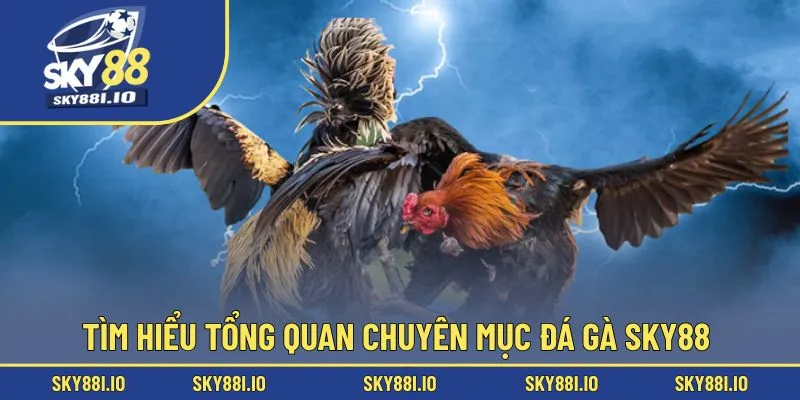 Tìm hiểu tổng quan chuyên mục đá gà sky88 