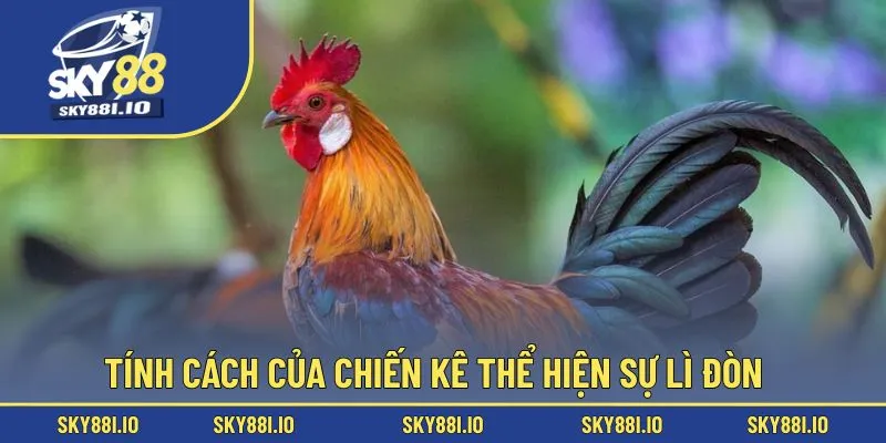 Tính cách của chiến kê thể hiện sự lì đòn