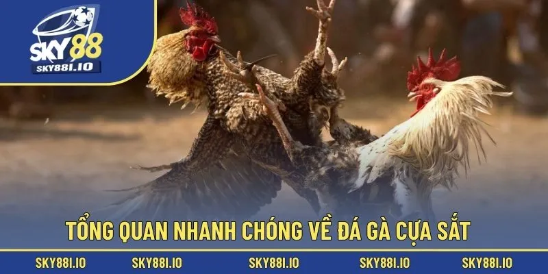 Tổng quan nhanh chóng về đá gà cựa sắt