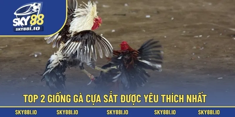 Top 2 giống gà cựa sắt được yêu thích nhất